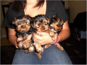 Parti Carrier Yorkshire Terriers