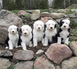 Old English Sheepdog Pupps for Sale