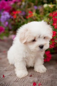 Maltichon Puppy For Adoption