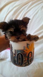Teacup Yorkie Male Puppy