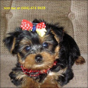 Lovely Yorkie Puppy For Rehoming