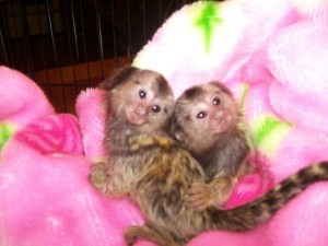 Affectionate Marmoset Monkey for Sale
