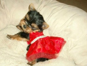 Adorable Yorkie for Sale