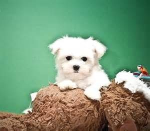 Sweet Maltese Puppies for Sale