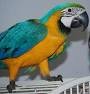 Home trained Blue and Gold Macaw!