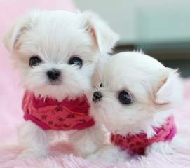 Cute Maltese Puppies, 10 weeks old