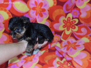 Charming Teacup Yorkshire Terrier Puppy!