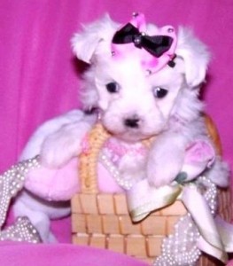 Beautiful Maltese Puppy For Re-Homing!