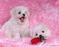 Cute Maltese Puppies for Your Home