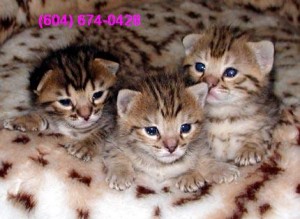 Silver Savannah Kittens