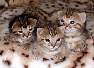 TICA Registered F2 Savannah kittens