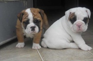 English Bulldog Puppies for Sale