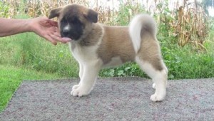 Adorable Akita Puppies for Adoption