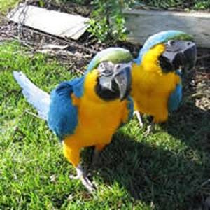 Awesome Pair Blue &amp; Gold Macaw Parrots