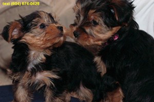 Lovely Yorkshire Terrier Puppy for Sale