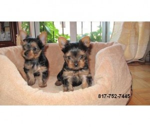 Miniature Yorkie Puppies