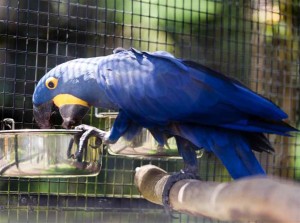 Beautiful Parrots for Sale in Atlanta