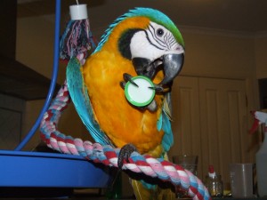 Blue and Gold Macaws for Rehoming