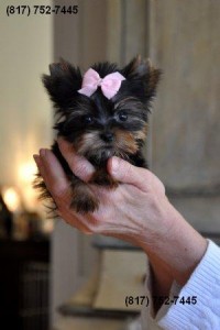 T-cup/ Small Toy Yorkie Puppies