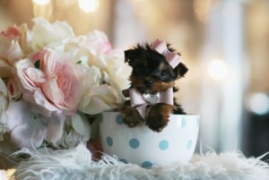 TOY yorkie female pup