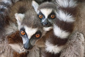 Lemur Monkeys for Sale