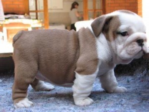 Purebred English Bulldog Puppies Available for Adoption