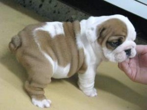 Mini English Bulldog Puppy