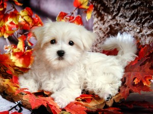 Male and Female Teacup Maltese Puppies