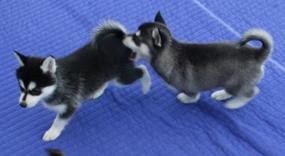 Two Beautiful Siberian Husky Puppies