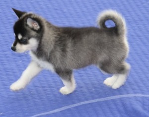Home-raised Siberian Husky Puppies for Adoption