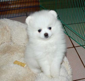 Pomeranian Puppies Ready For a New Home