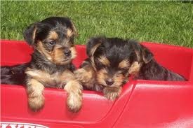 Micro-Chipped Teacup Yorkie Puppies