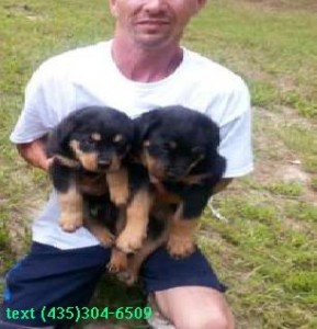 Two Beautiful Rottweiler Puppies