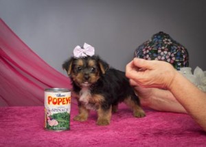 Yorkshire Terriers for Sale