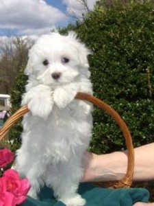 Cute T-Cup Maltese puppies