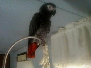 African Grey Parrot for Adoption