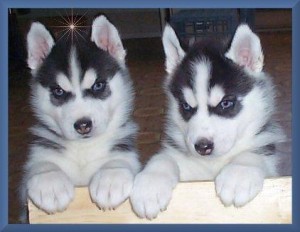 Standard size Siberian Husky puppies