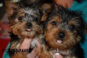 Tiny To-size Yorkie Puppies