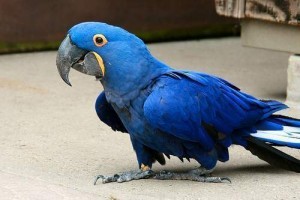 Hyacinth Parrot Available for Adoption