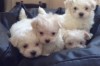 Silky Maltese Puppies for Sale