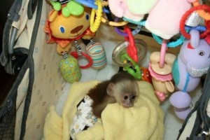 Female Capuchin Monkey for Re-homing