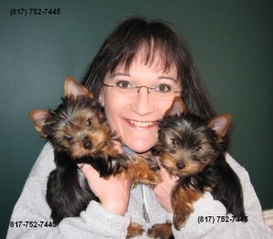 Adorable AKC registered Yorkie Pups