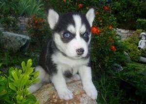 Female and Male Siberian Husky Puppies for Sale