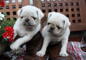 Cute White Pug Puppies- 12 Weeks Old