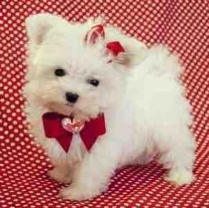 T-cup Size Maltese Puppies for Re-homing