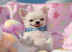 Cute Chihuahua Puppies for Adoption
