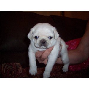 Cream White Pug Puppies for Adoption