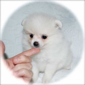 Pomeranian Puppies for Adoption
