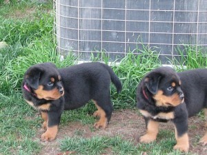 Two Gorgeous Rottweiler Puppies