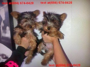 We have Cute Yorkshire Terrier Puppies Available
